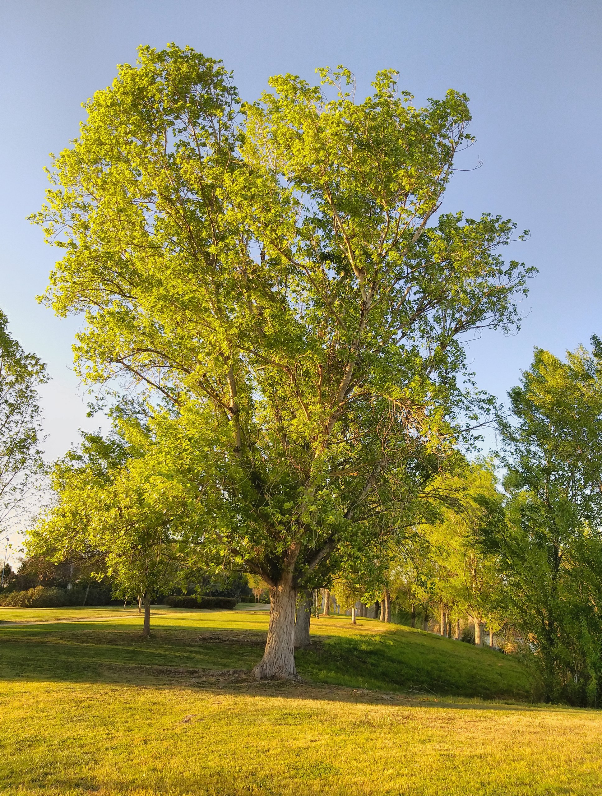 Parque Siete Sillas Árbol
